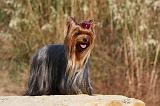 YORKSHIRE TERRIER 536